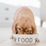 راهنمای خرید بهترین غذای خشک سگ