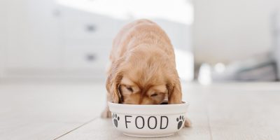 راهنمای خرید بهترین غذای خشک سگ